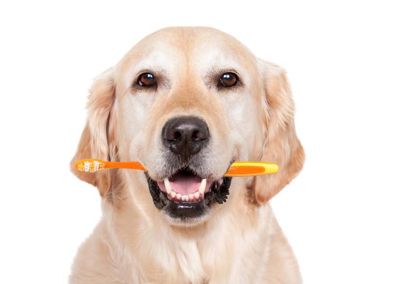 I modi migliori per lavare il cane