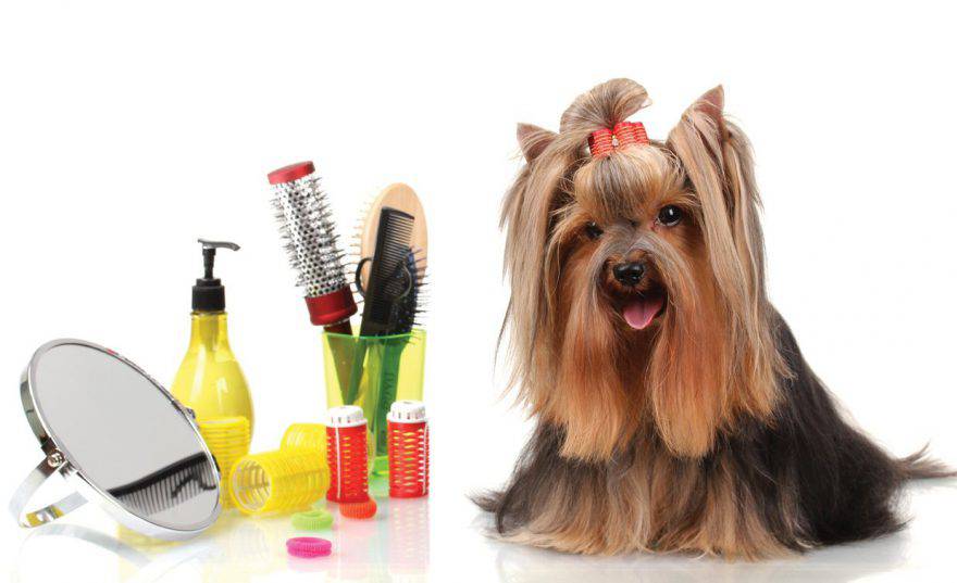 La cura del cane in casa
