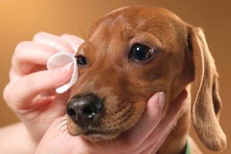 I segreti del web per lavare il cane