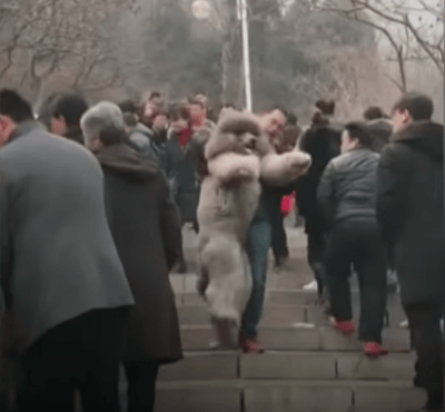 video divertenti cani
