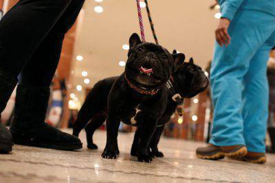 bulldog francese