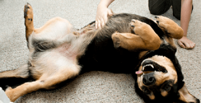 cane mostra pancia