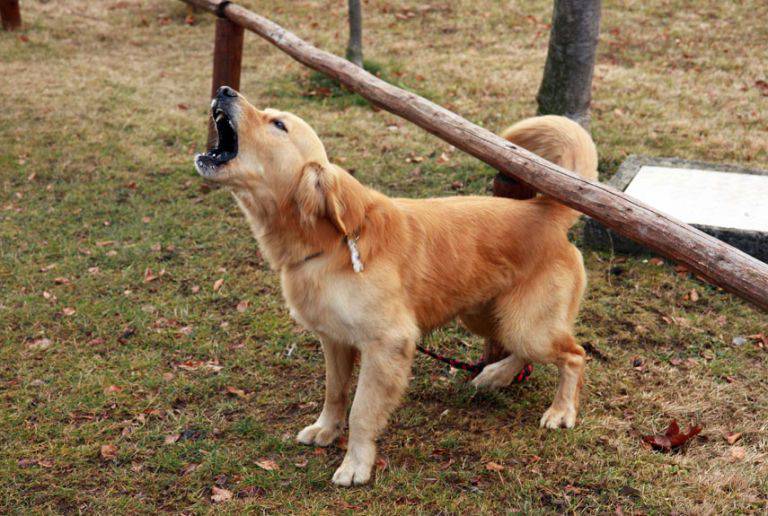 cane abbaia