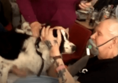 malato terminale cane