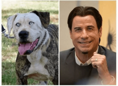 cani espressioni umane