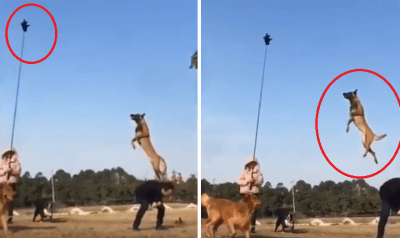 salto cani
