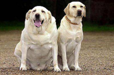 cani obesi