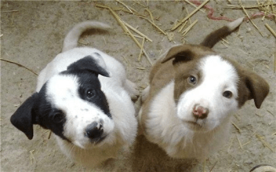 cani cuccioli
