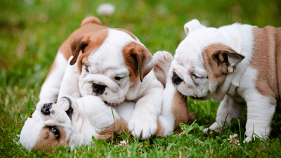 cuccioli