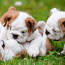 cuccioli