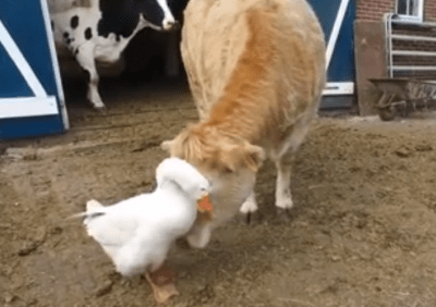 amicizie animali