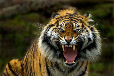 tigre sbrana uomo