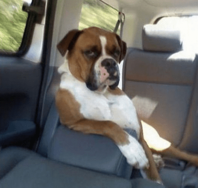 vacanze con animali