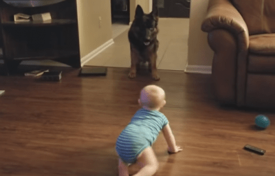 cani e bambini