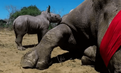 cucciolo difende madre