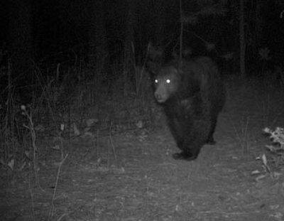 orso