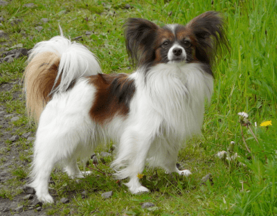 cani obbedienti