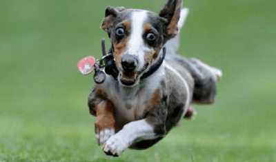 iperattività cane
