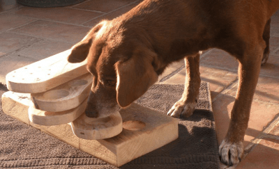 giochi cani
