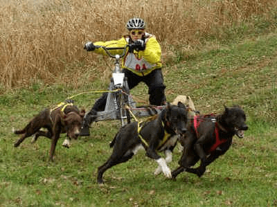 sport cinofili