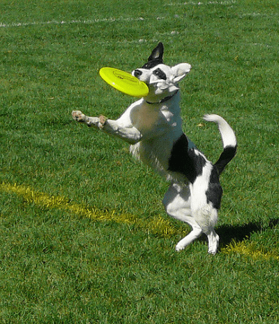 sport cinofili