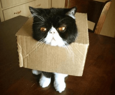 gatti nei guai