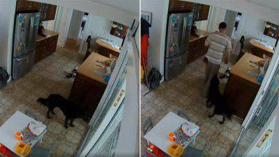 ladro cane