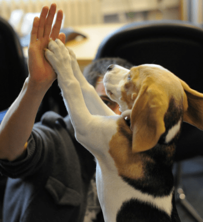 cane comportamento