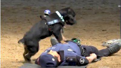 Cane poliziotto