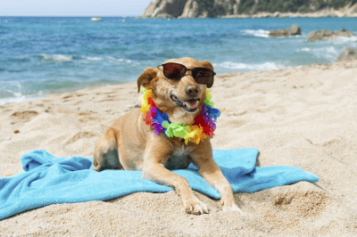 cane spiaggia