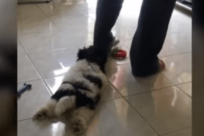 affetto cani