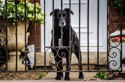 addestrare il cane a non uscire dal cancello