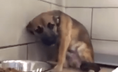 cane maltrattato