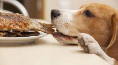 dieta barf animali