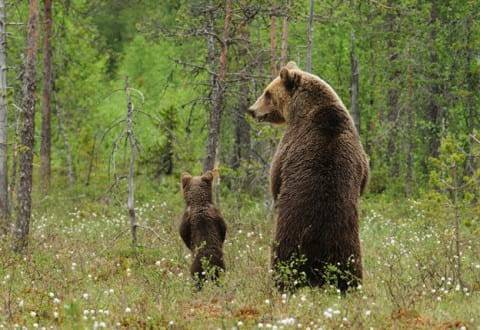 orso animale guida