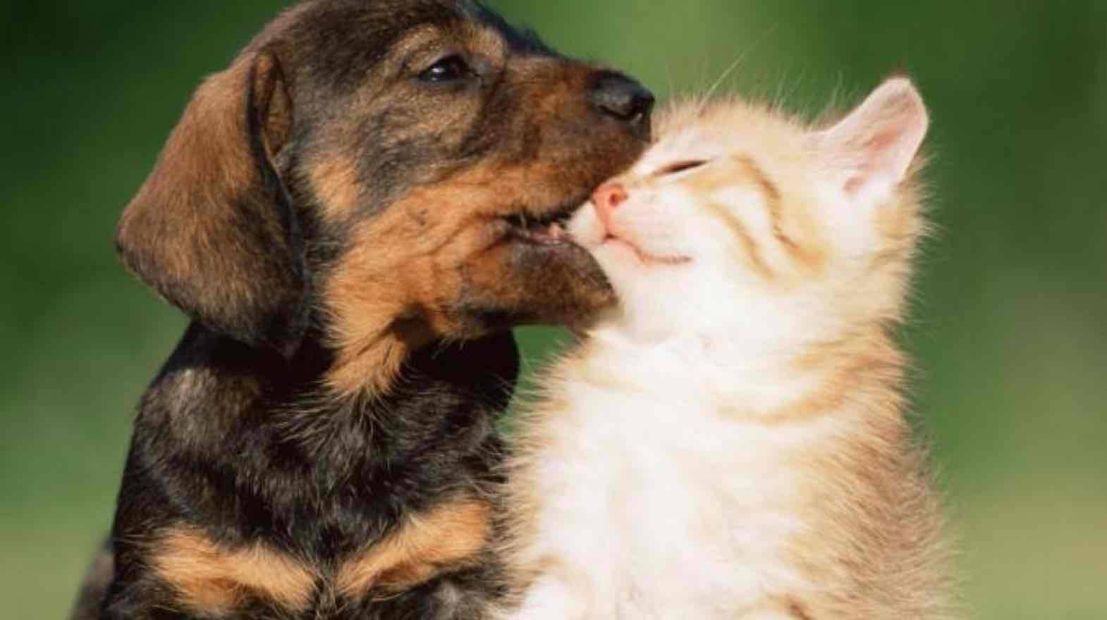 Cane vs Gatto capacità intellettive