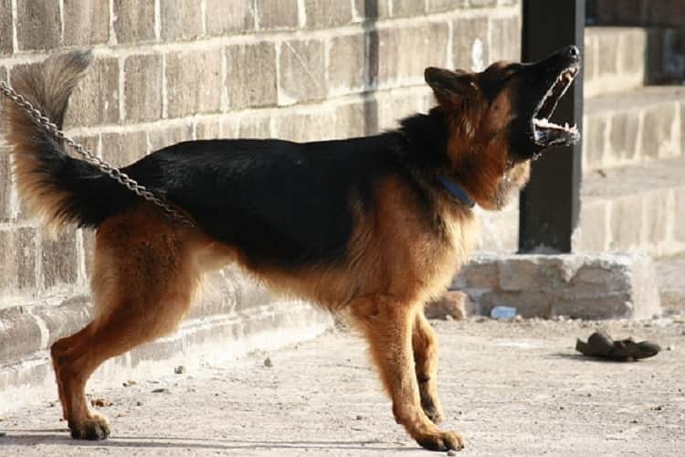 abbaiare cane