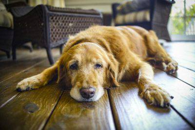 cane depresso