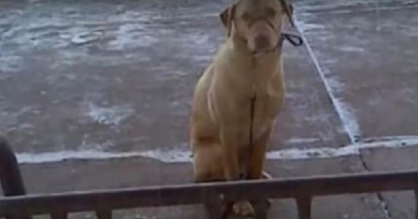 Il sale antigelo rappresenta un problema per le zampe del cane