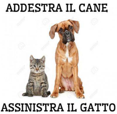 educare gatto