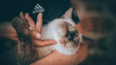 gatto carezze