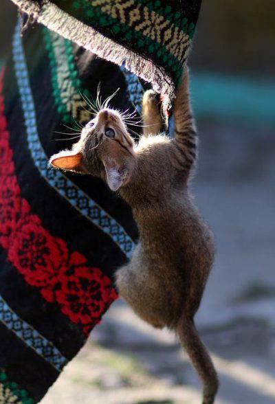 gioco per gatti