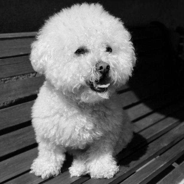 cane aiuta contro depressione