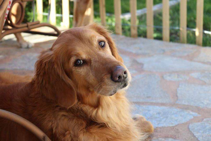cane aiuta contro depressione