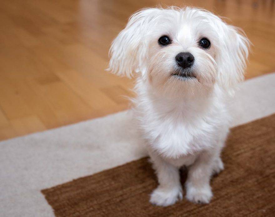 cane aiuta contro depressione
