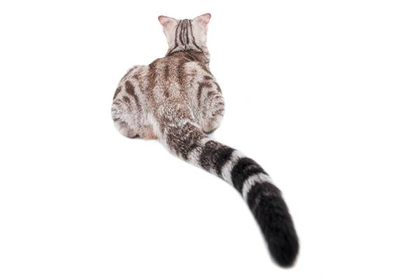 il gatto parla con la coda