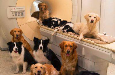 intelligenza cani