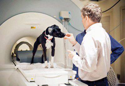 comunicare con il cane