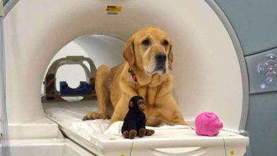 comunicare con il cane