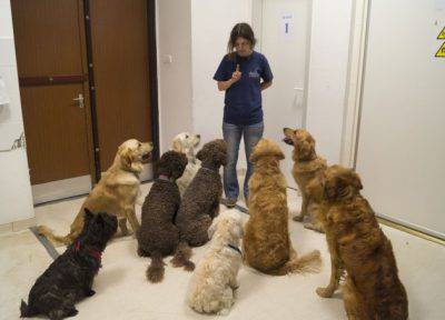 comunicare con il cane